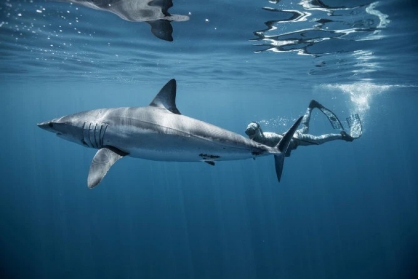Smile of death: as the intrepid diver is in contact with sharks