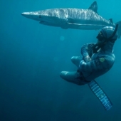 Smile of death: as the intrepid diver is in contact with sharks