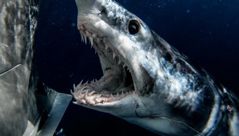 Smile of death: as the intrepid diver is in contact with sharks