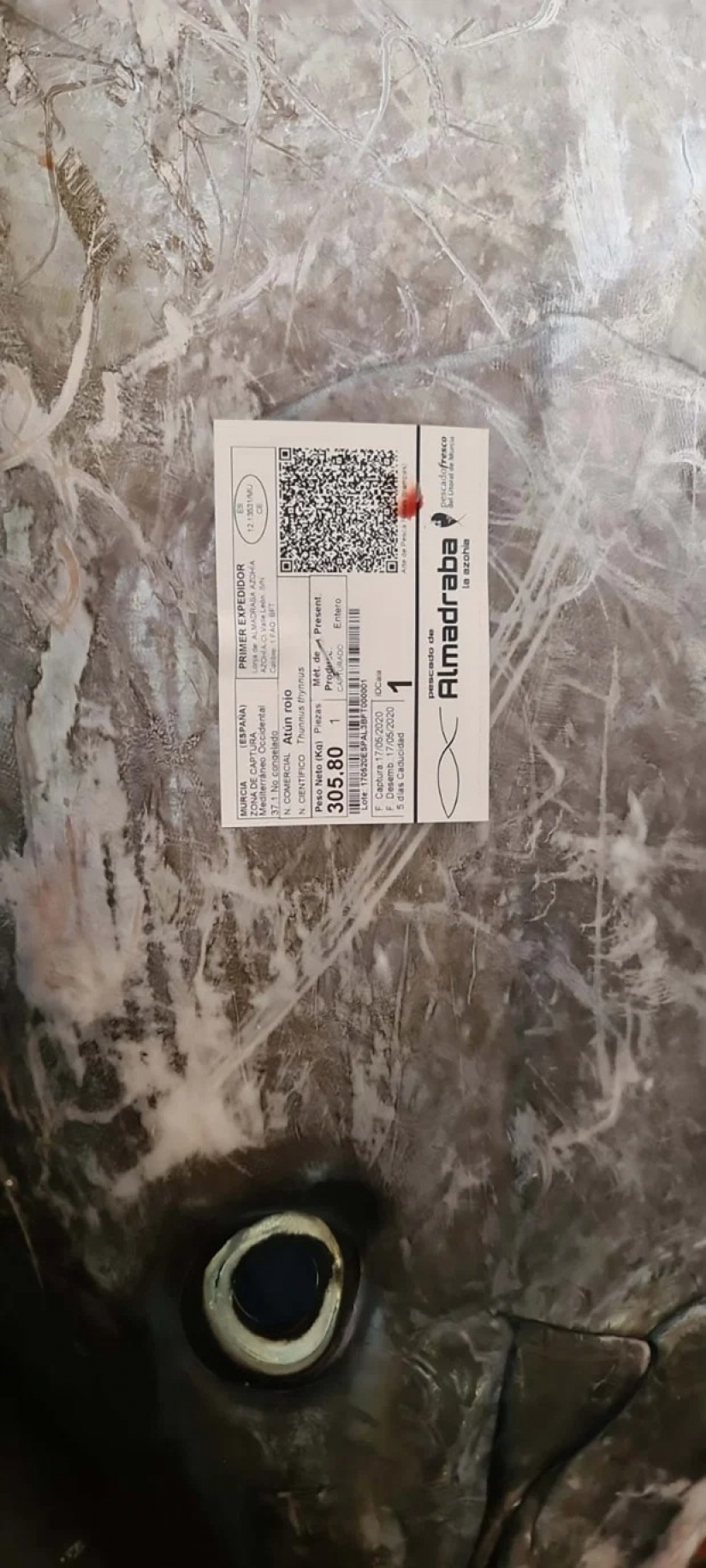 Spanish fishermen have caught tuna-champion