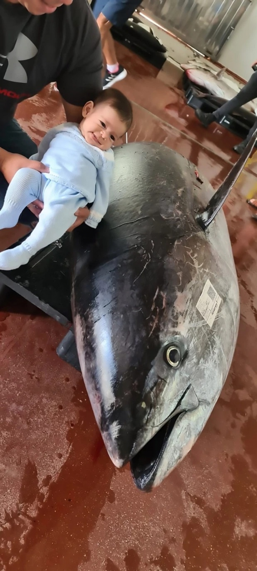 Spanish fishermen have caught tuna-champion