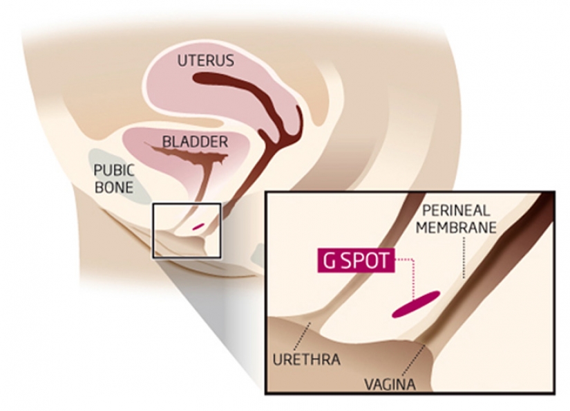 Sperm, clitoris and other discoveries radically change the sexual life of mankind