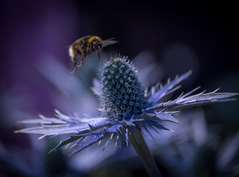 Spring red: best shots photo contest Spring 2020