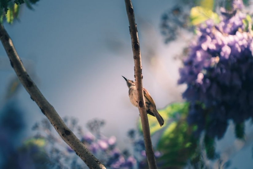 Spring red: best shots photo contest Spring 2020