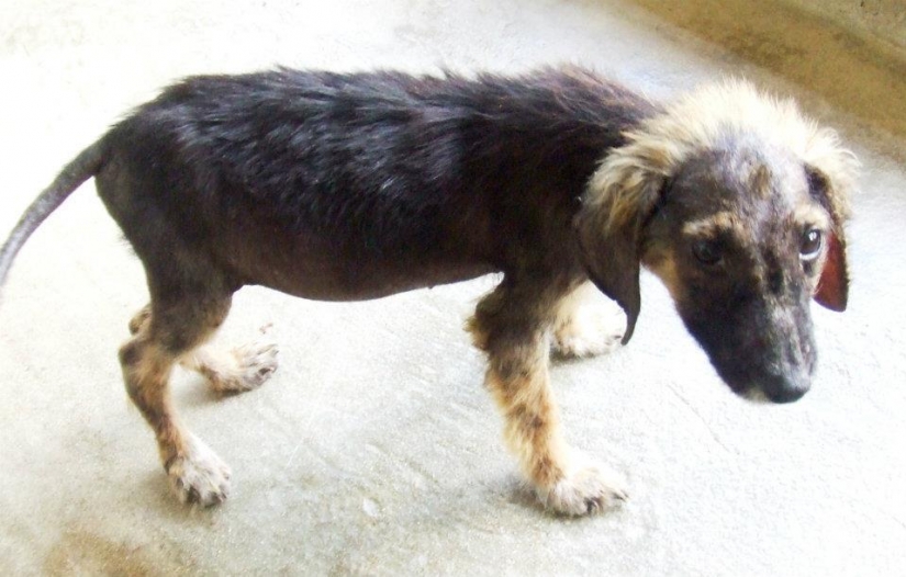 Stray dogs before and after shelter