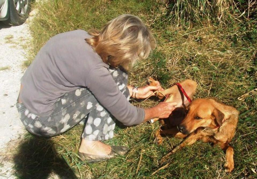 Stray dogs before and after shelter