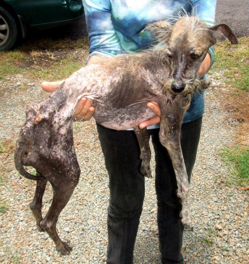 Stray dogs before and after shelter