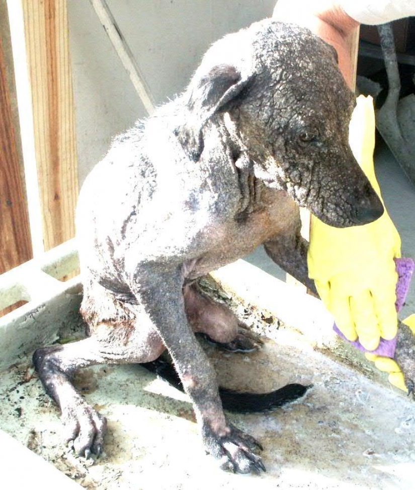 Stray dogs before and after shelter