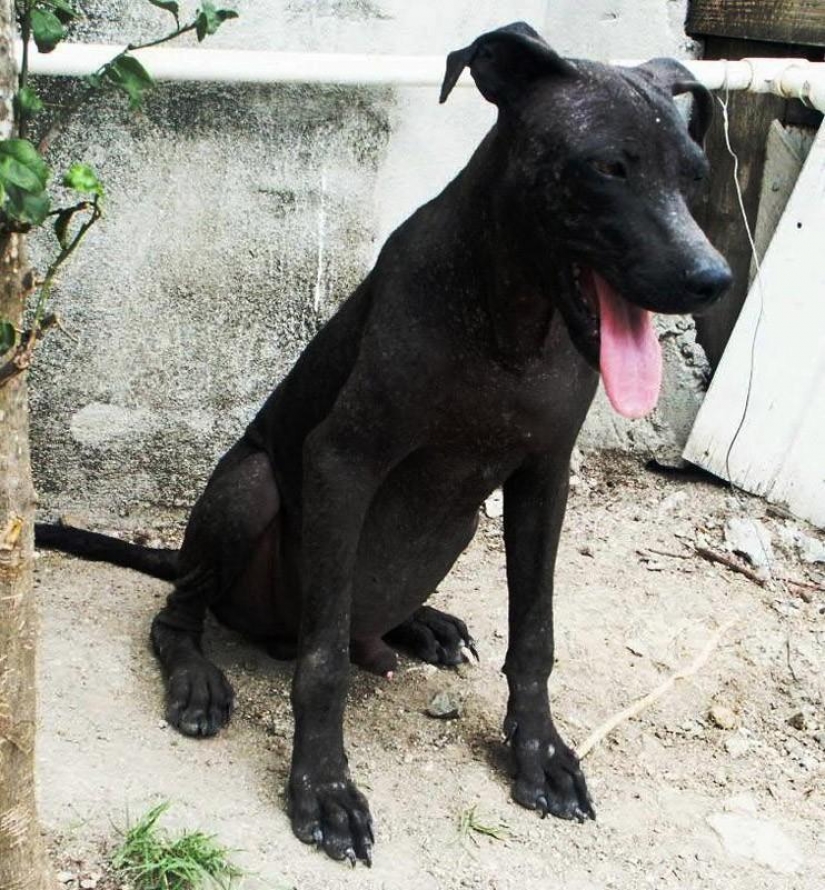 Stray dogs before and after shelter