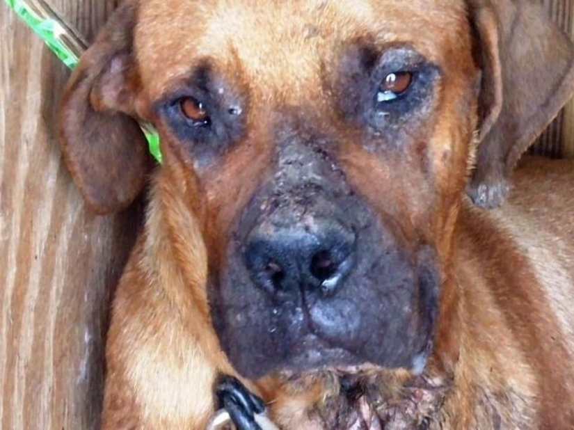 Stray dogs before and after shelter