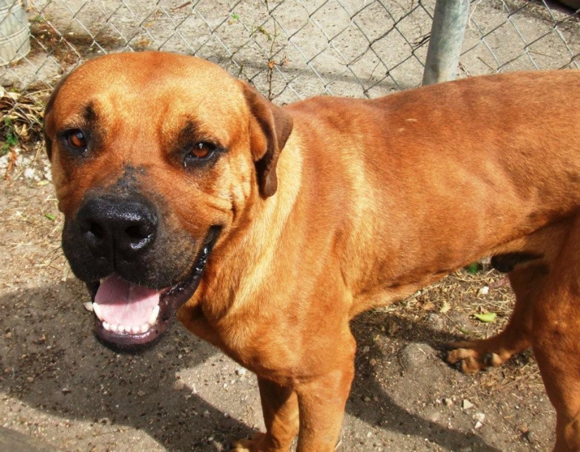 Stray dogs before and after shelter