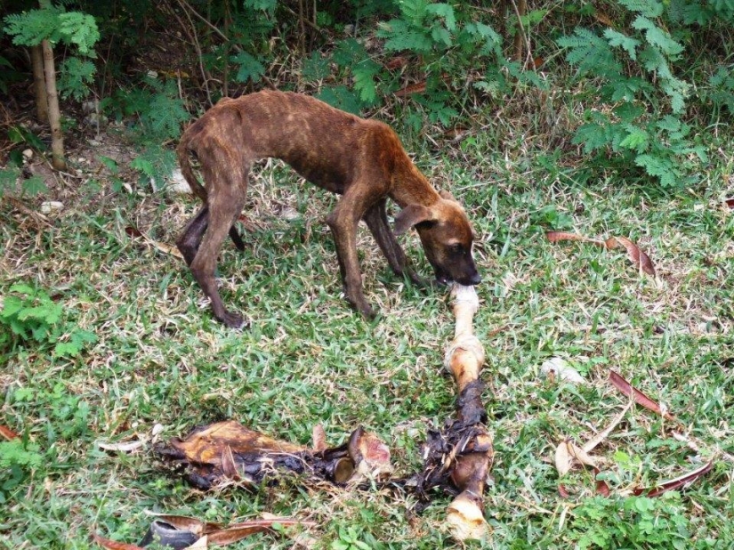 Stray dogs before and after shelter