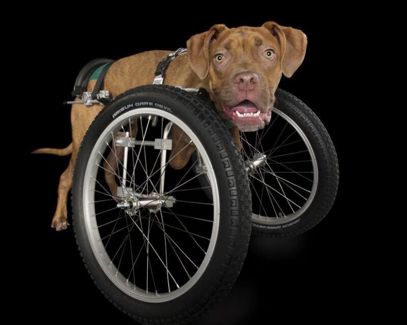 Stunning portraits of animals with disabilities
