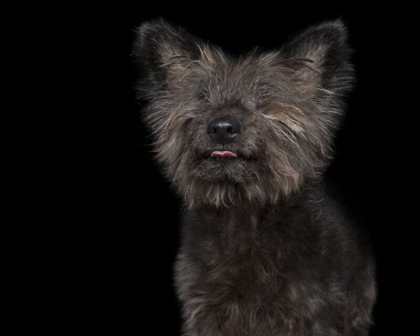 Stunning portraits of animals with disabilities