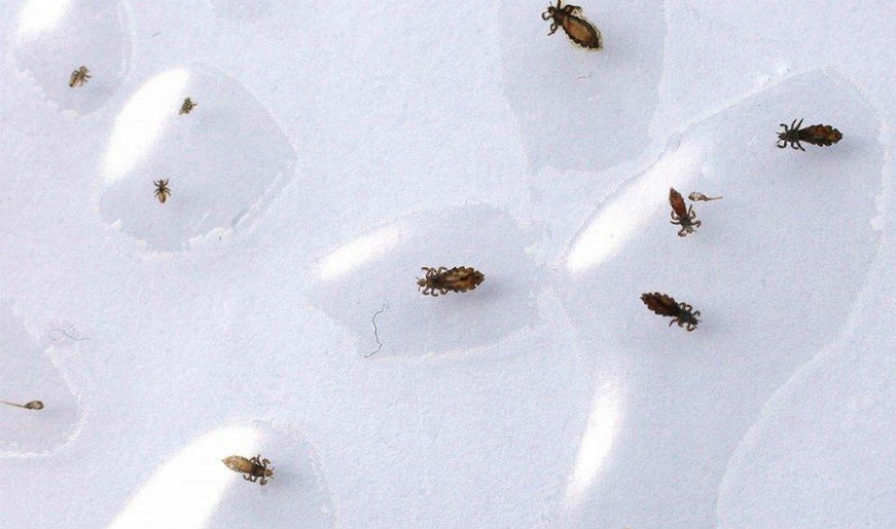 The 25 most dangerous insects on the planet