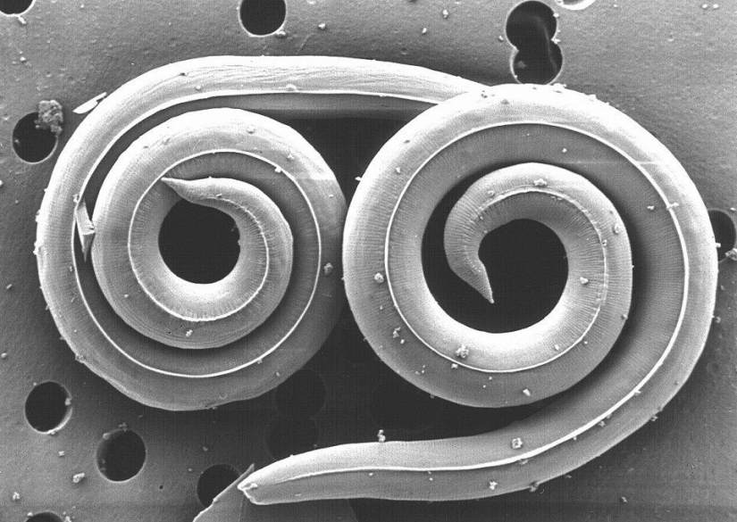 The 25 most dangerous insects on the planet