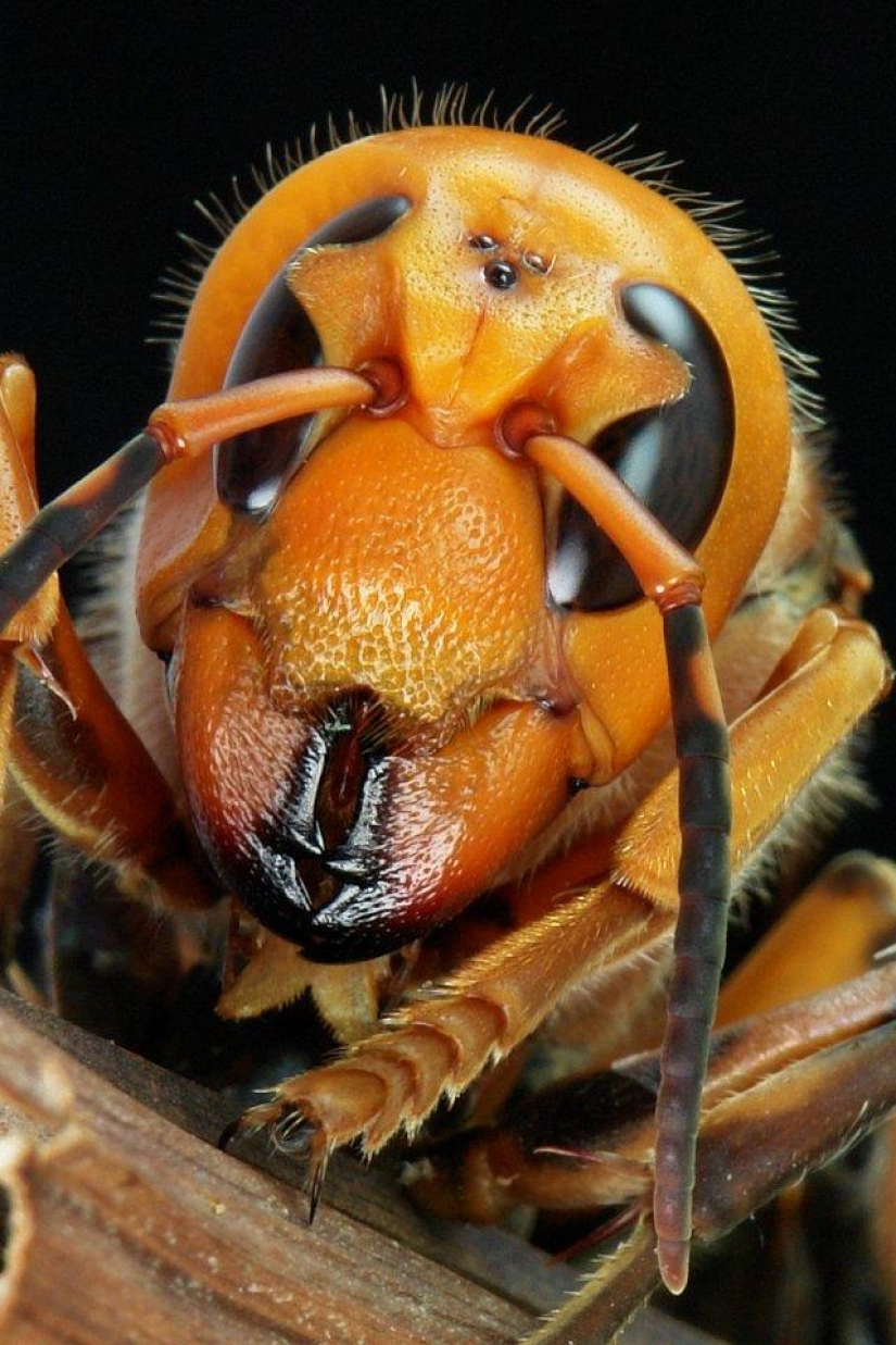 The 25 most dangerous insects on the planet