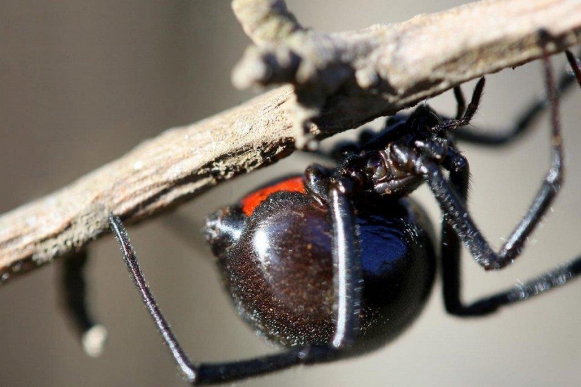 The 25 most dangerous insects on the planet