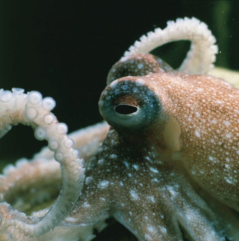 The 7 most impressive manifestations of intelligence in animals