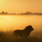 The animal Kingdom as you've never seen before: racing, fighting and tenderness