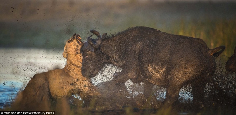 The animal Kingdom as you've never seen before: racing, fighting and tenderness The animal Kingdom as you've never seen before: racing, fighting and tenderness