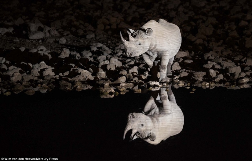 The animal Kingdom as you've never seen before: racing, fighting and tenderness The animal Kingdom as you've never seen before: racing, fighting and tenderness