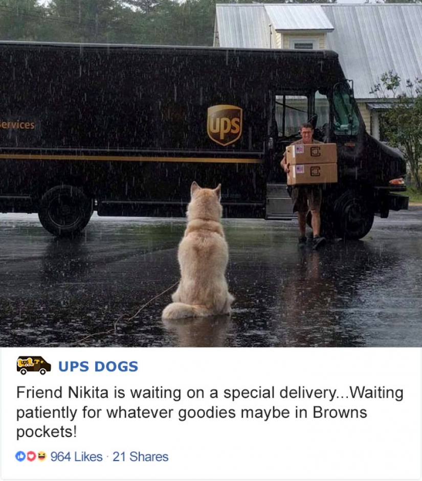 The best pen PAL: how dogs greeted us postmen