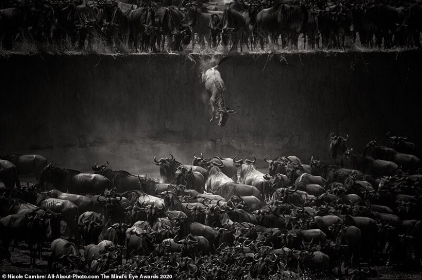 The best works from the contest Photo Award AllAbout 2020 The best works from the contest Photo Award AllAbout 2020