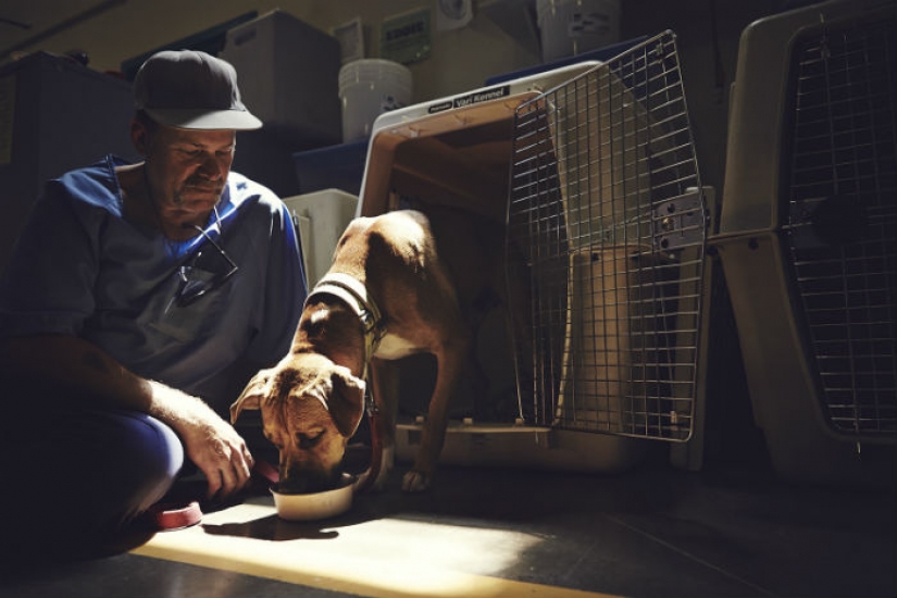 "The dog loves you even in prison": how to help each other inmates and homeless dogs