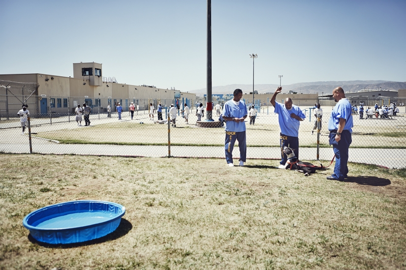 "The dog loves you even in prison": how to help each other inmates and homeless dogs "The dog loves you even in prison": how to help each other inmates and homeless dogs