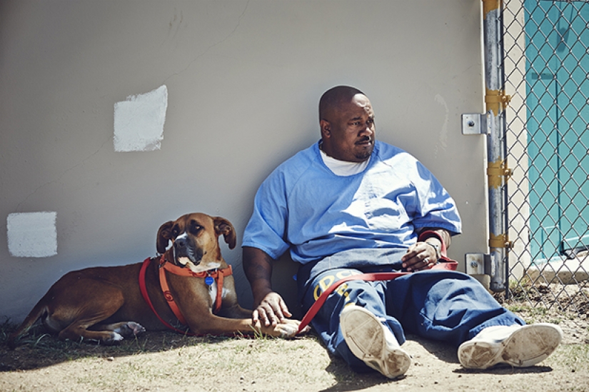 "The dog loves you even in prison": how to help each other inmates and homeless dogs "The dog loves you even in prison": how to help each other inmates and homeless dogs