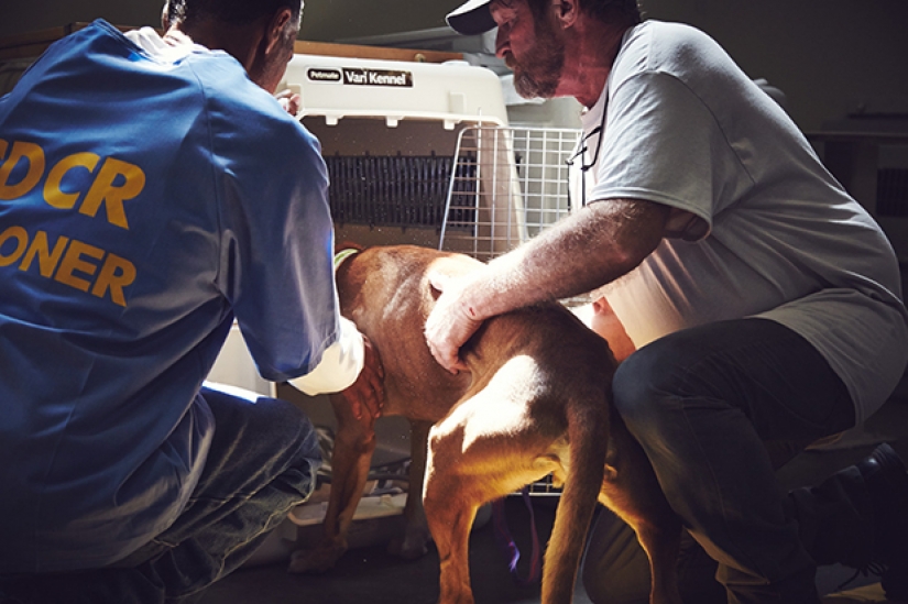 "The dog loves you even in prison": how to help each other inmates and homeless dogs "The dog loves you even in prison": how to help each other inmates and homeless dogs