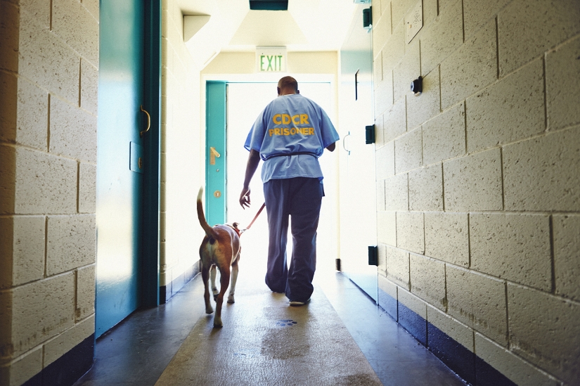"The dog loves you even in prison": how to help each other inmates and homeless dogs "The dog loves you even in prison": how to help each other inmates and homeless dogs