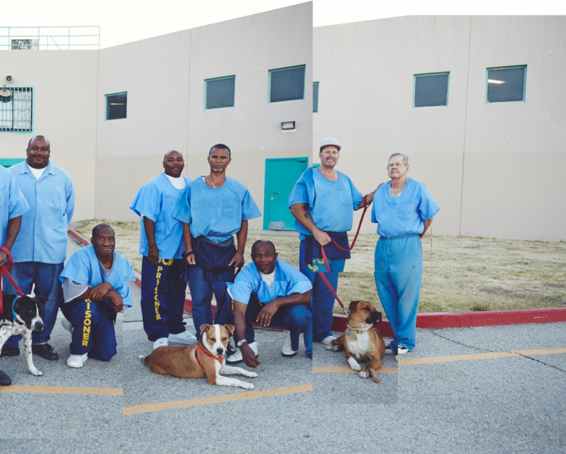 "The dog loves you even in prison": how to help each other inmates and homeless dogs "The dog loves you even in prison": how to help each other inmates and homeless dogs