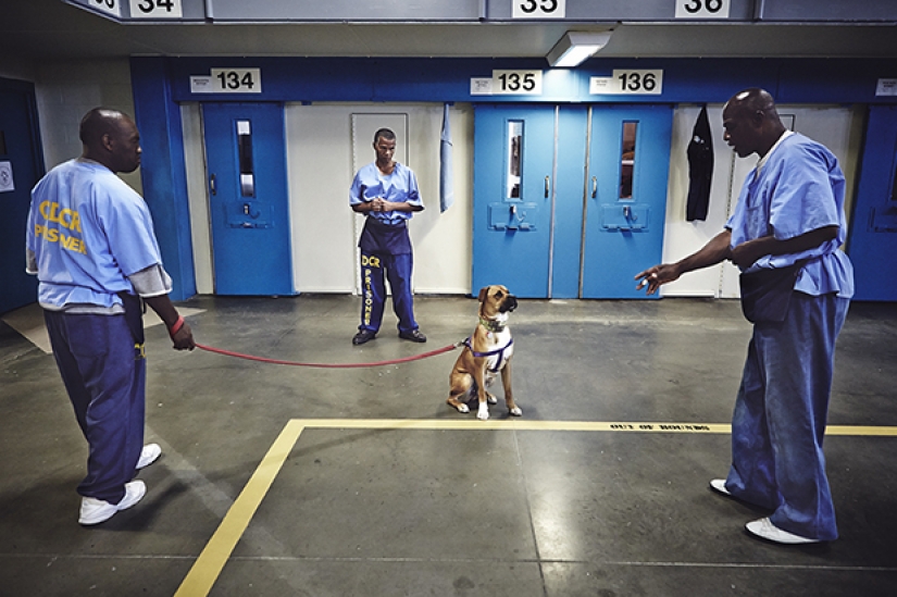 "The dog loves you even in prison": how to help each other inmates and homeless dogs "The dog loves you even in prison": how to help each other inmates and homeless dogs