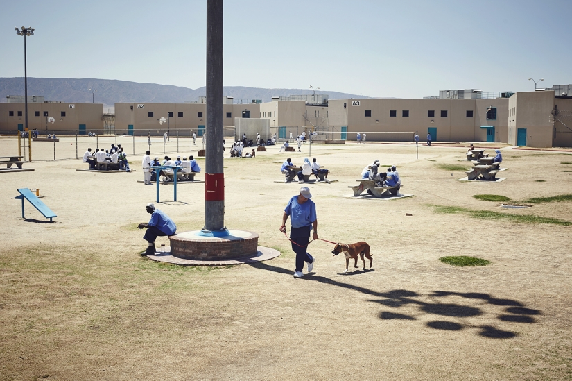"The dog loves you even in prison": how to help each other inmates and homeless dogs "The dog loves you even in prison": how to help each other inmates and homeless dogs