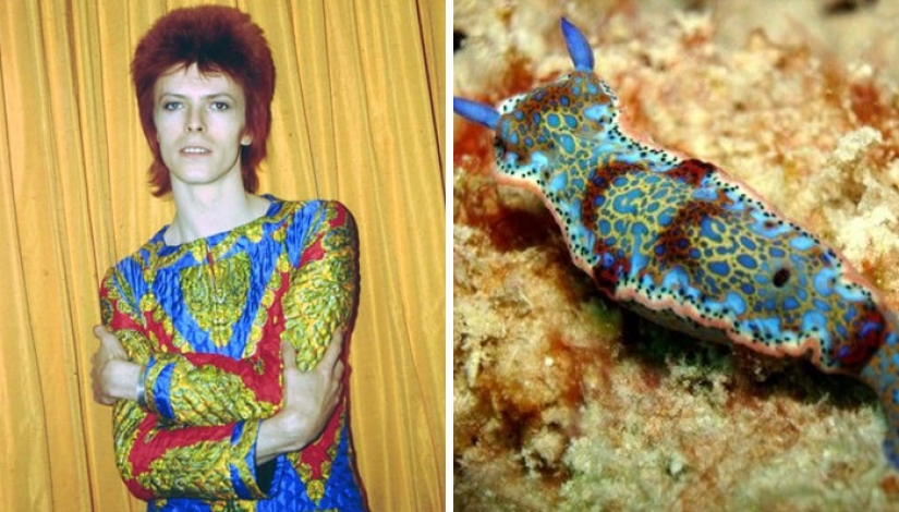 The great David Bowie and his counterparts, sea slugs