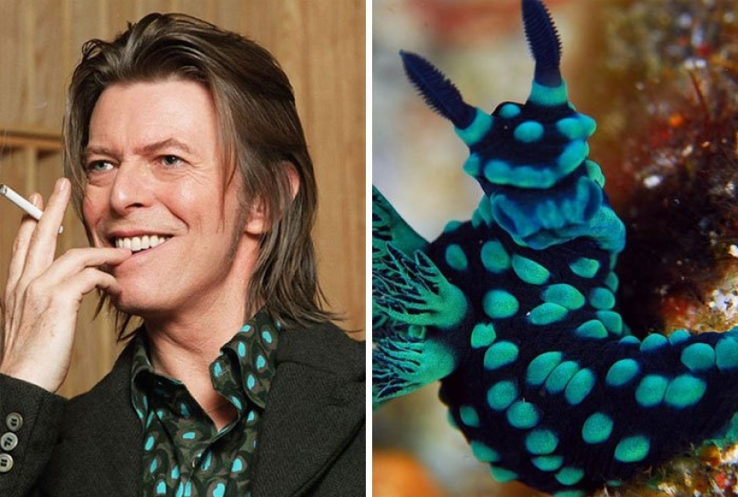 The great David Bowie and his counterparts, sea slugs