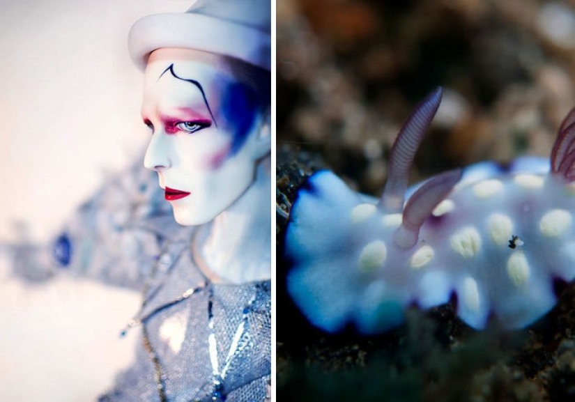 The great David Bowie and his counterparts, sea slugs