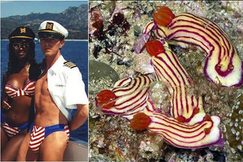 The great David Bowie and his counterparts, sea slugs