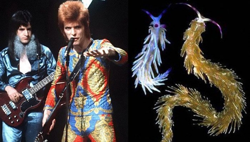 The great David Bowie and his counterparts, sea slugs