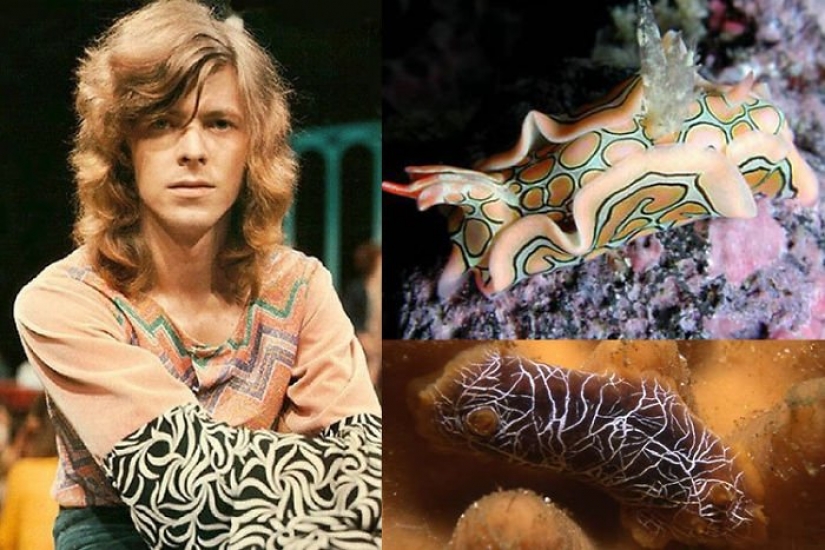 The great David Bowie and his counterparts, sea slugs