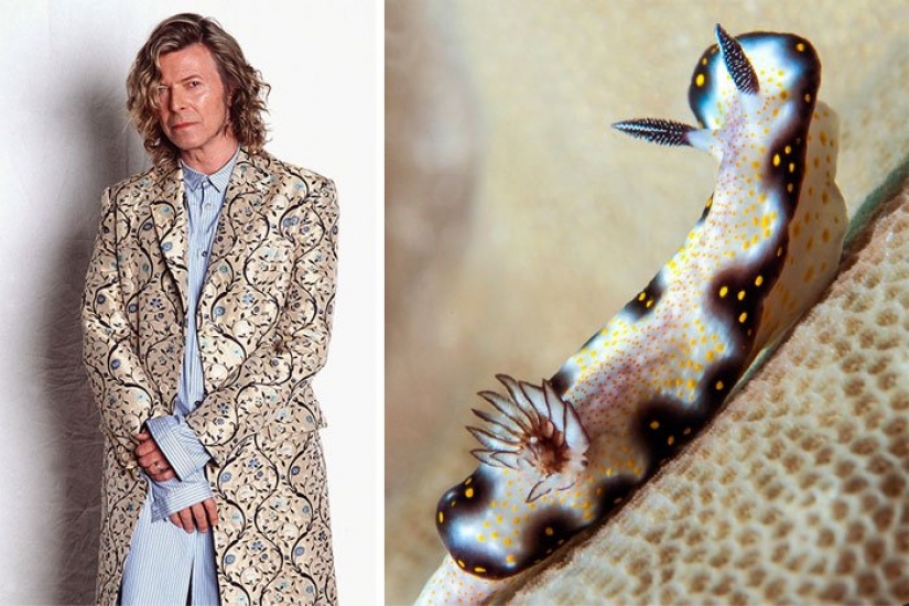 The great David Bowie and his counterparts, sea slugs