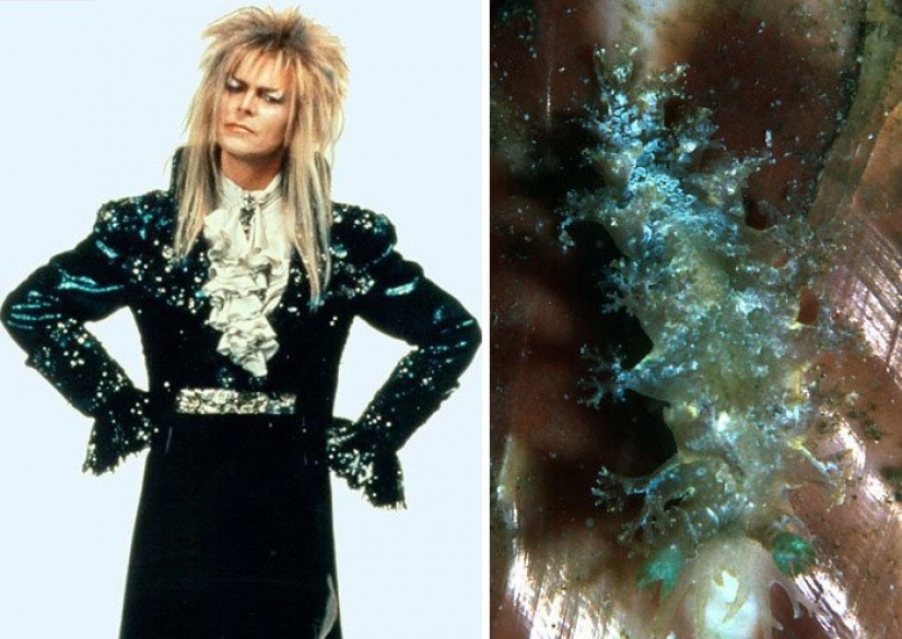 The great David Bowie and his counterparts, sea slugs
