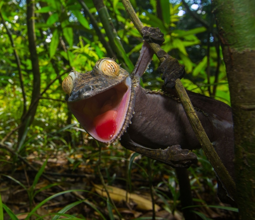 The grinning Gecko is a master of camouflage