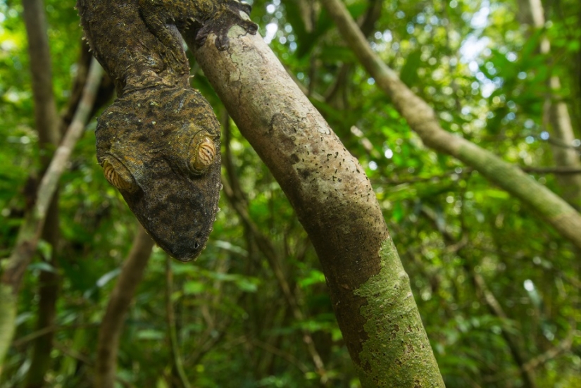 The grinning Gecko is a master of camouflage
