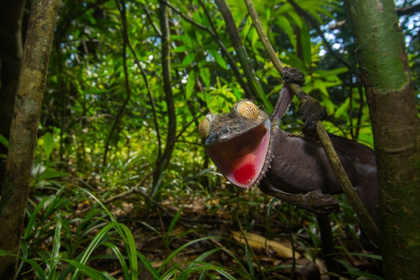 The grinning Gecko is a master of camouflage