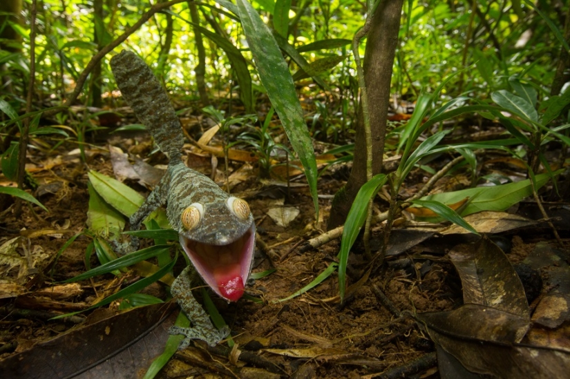 The grinning Gecko is a master of camouflage