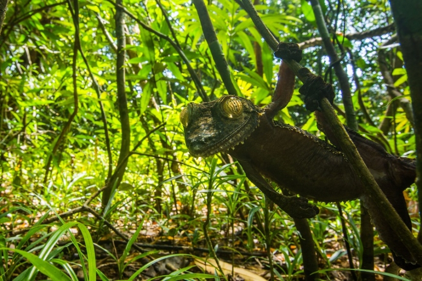 The grinning Gecko is a master of camouflage