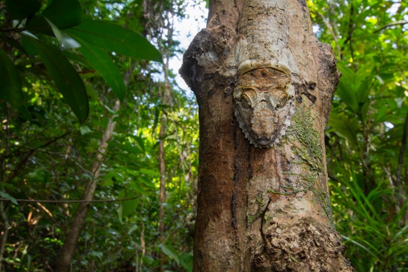 The grinning Gecko is a master of camouflage
